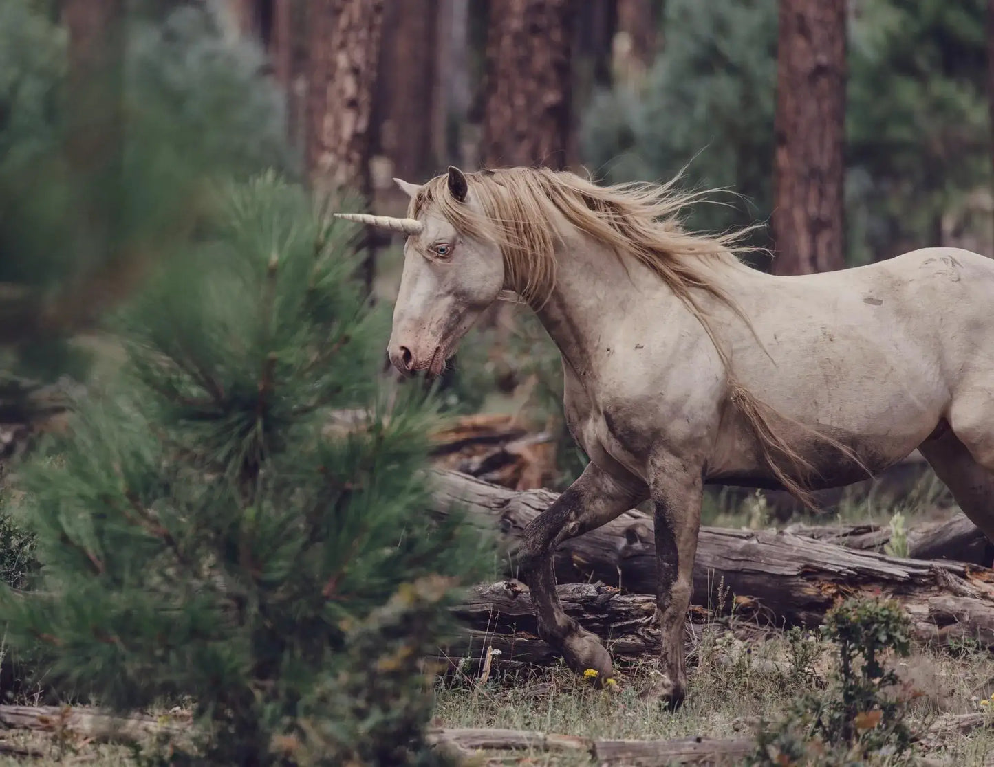 The Unicorn- White Tea & Floral Tea Blend