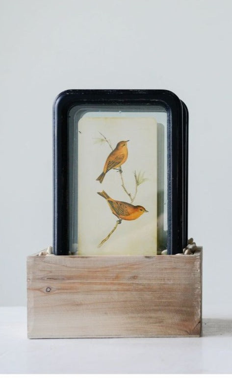 Bird Illustration Framed Vintage Style Artwork