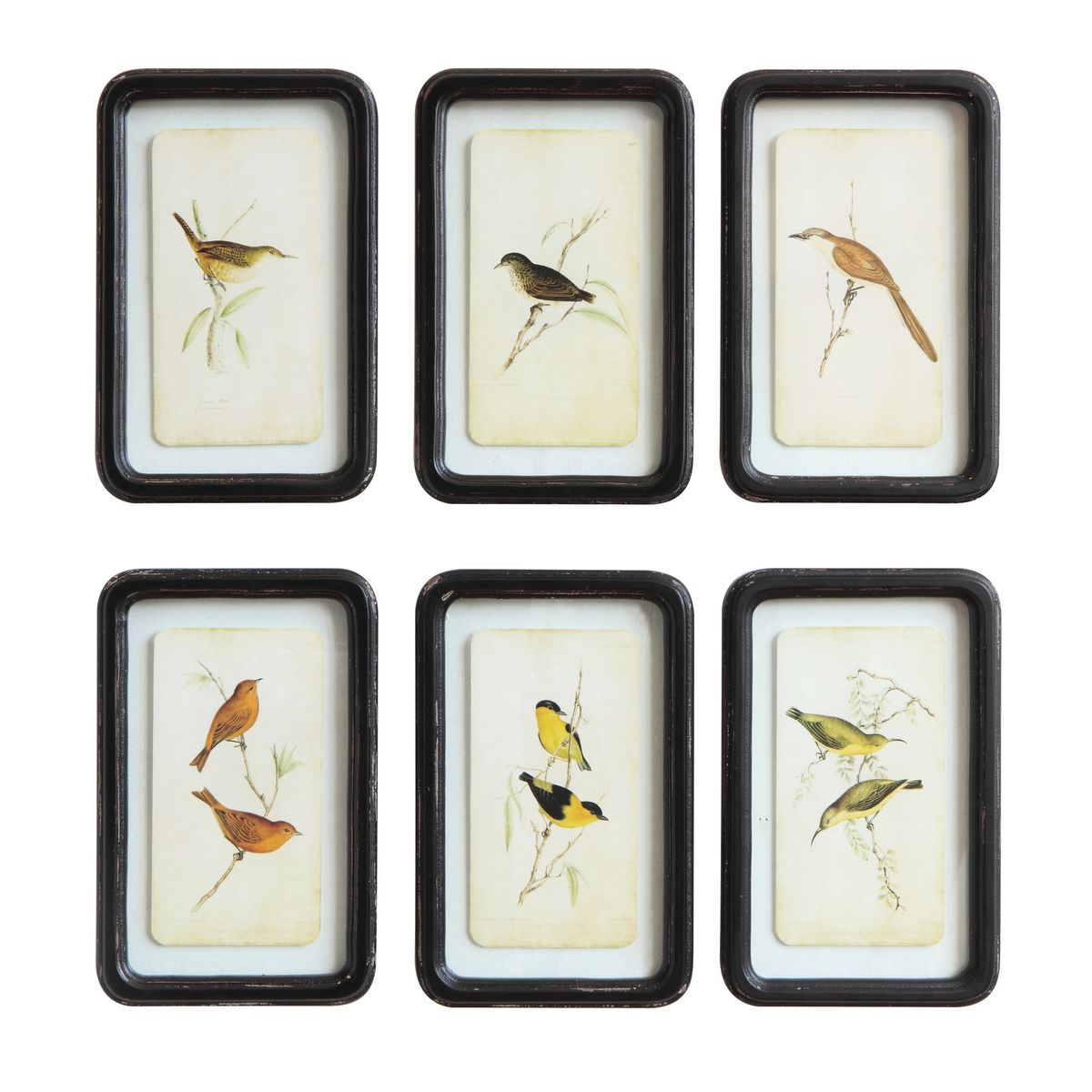 Bird Illustration Framed Vintage Style Artwork