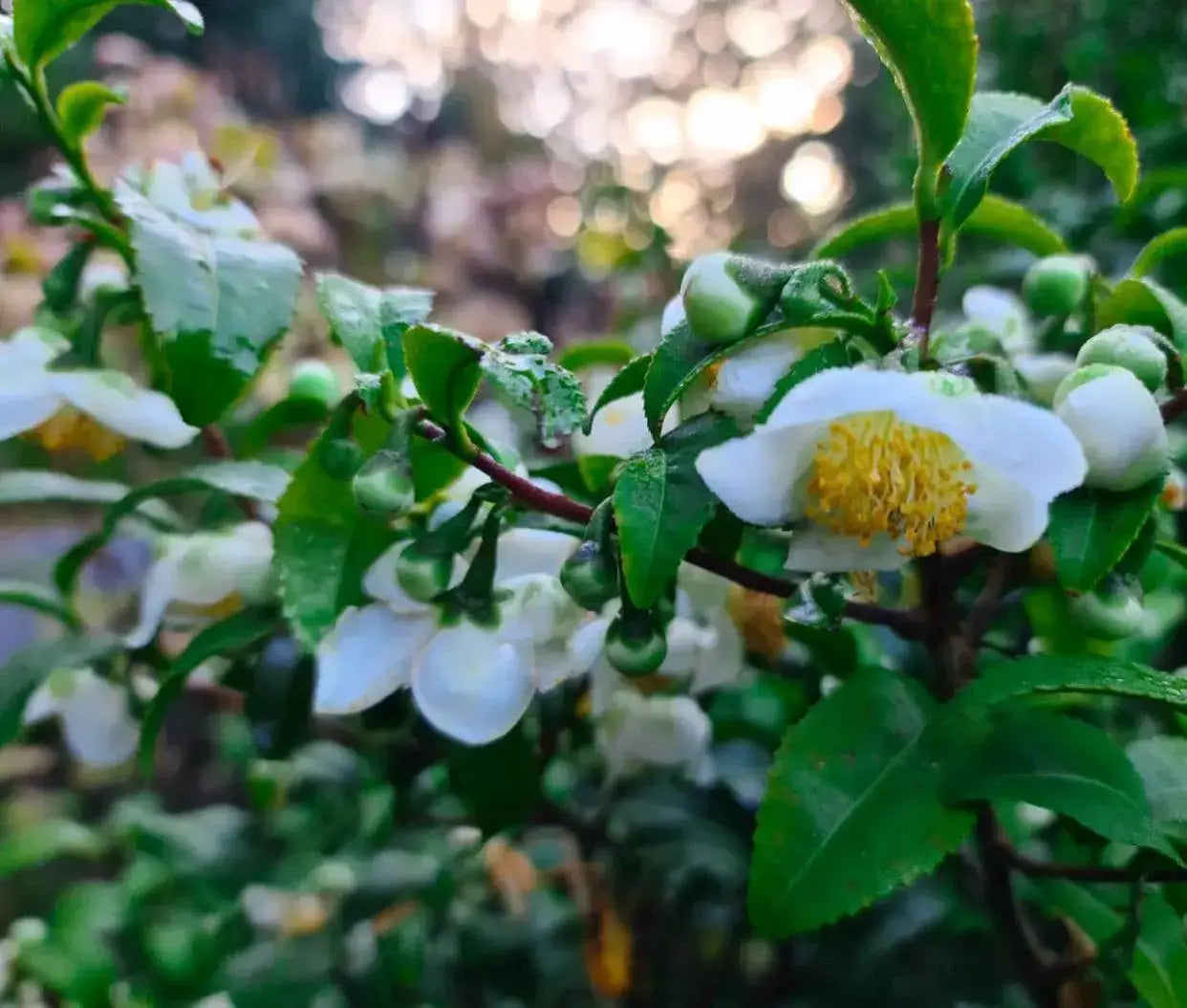 The Unicorn- White Tea & Floral Tea Blend